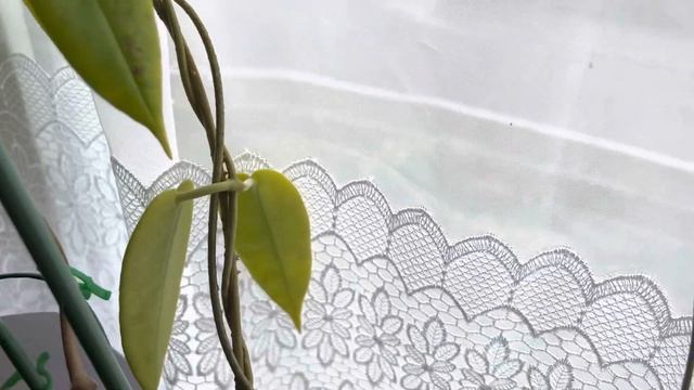 Hoya Archboldiana cv red flower blooming смотреть онлайн