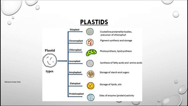MITOCHONDRIA AND PLASTID смотреть онлайн