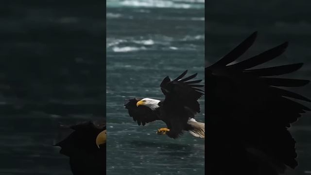 Он поэзия в движении. Он текучий и мощный. Я так рад это видеть. смотреть онлайн