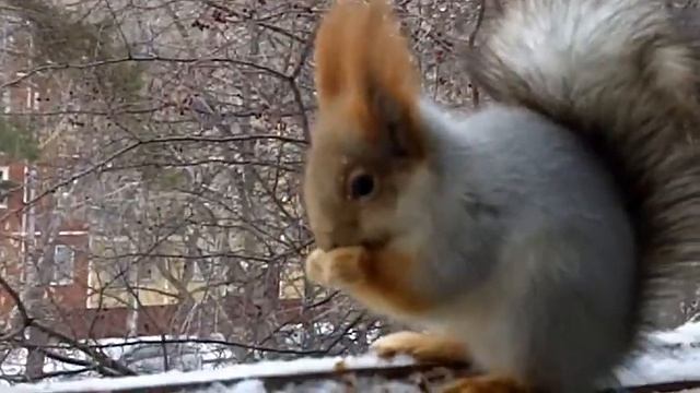 Твоя белочка смотреть онлайн