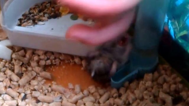 хомяк истеричка смотреть онлайн