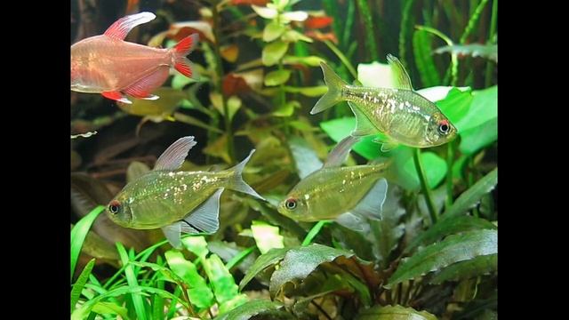 Moenkhausia pittieri смотреть онлайн