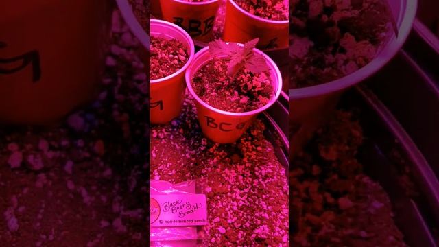 Black Cali Grapes & Blackberry Breath Grow смотреть онлайн