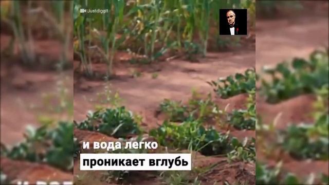 Голландские инженеры нашли легкий способ спасти от засухи целые регионы смотреть онлайн