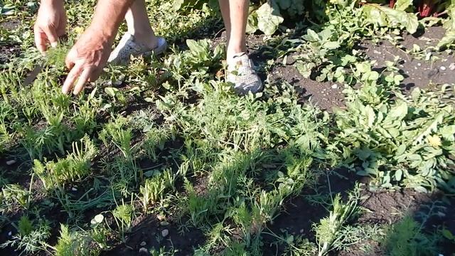 Заготовка на зиму началась с укропа на участке смотреть онлайн