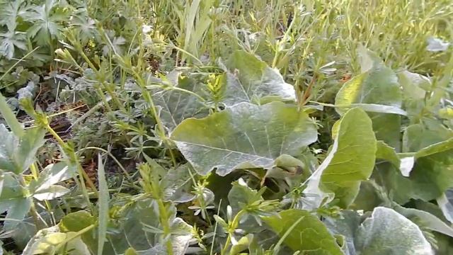 Ледяные капельки после вечернего дождя смотреть онлайн