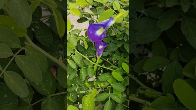 Aparajita plant🌼#shortsvideo#aparajitaplant#plant#lover#short смотреть онлайн
