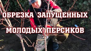 ОБРЕЗКА запущенных молодых персиков.