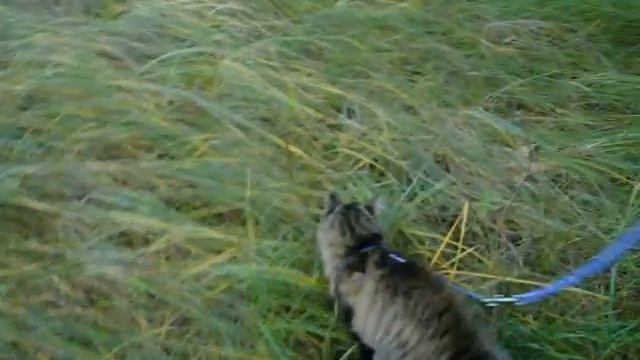 Кошка Нюша белка смотреть онлайн