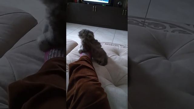 Тим 1 смотреть онлайн