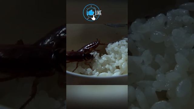 Куда исчезли тараканы и вернутся ли они? смотреть онлайн