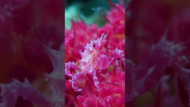 Карамельный краб смотреть онлайн