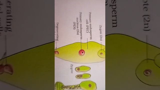 #Fertilised embryo sac showing zygote & Primary Endosperm Nucleus (PEN) #Double Fertilisation #neet смотреть онлайн