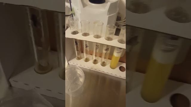 Test tube 5 - Bromelain Experiment смотреть онлайн