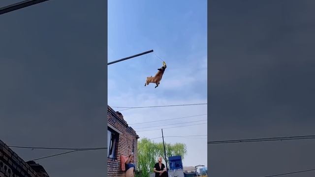 Добрый день .Эта собака герой смотреть онлайн