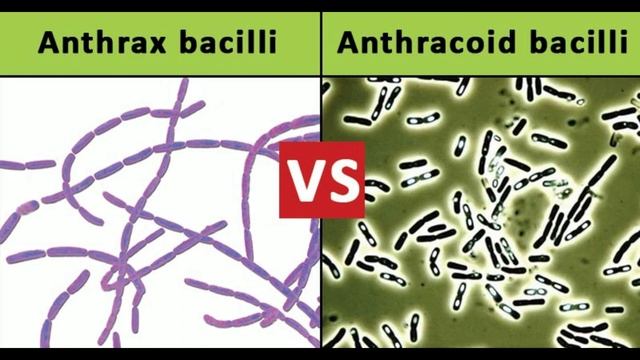 Anthrax bacilli vs Anthracoid bacilli 25 Differences смотреть онлайн