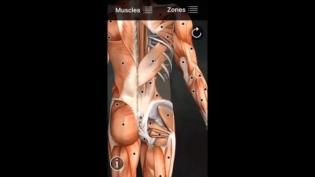 Download Muscle Trigger Point Anatomy paid for free APK For Android смотреть онлайн