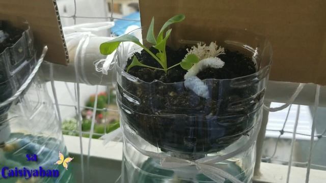 GARDENING IN RECYCLED MATERIALS & SMALL SPACE APARTMENT смотреть онлайн