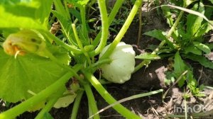 Сыворотка как удобрение. Плюсы и минусы.