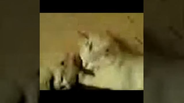"Белка и Пушок"-разговор между собой!!! смотреть онлайн