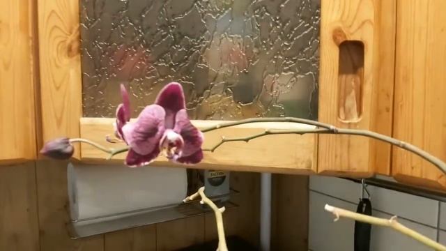 Удивительная орхидея смотреть онлайн