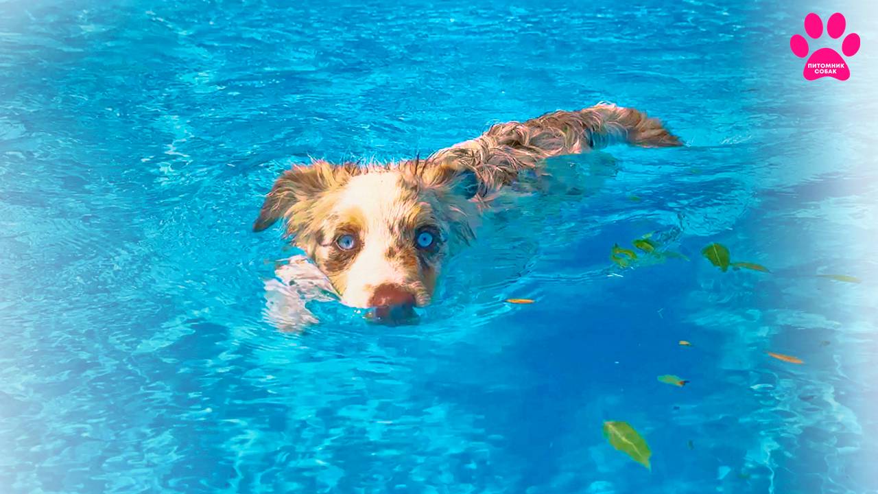 Голубоглазый мачо приехал из Испании и сразу плавать! Новая собака в нашем питомнике! смотреть онлайн