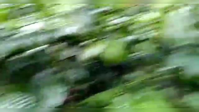 25 Cent 3BHK House | Home Stay For Sale On River Side | Vagamon | Kerala (25 Lakh) смотреть онлайн