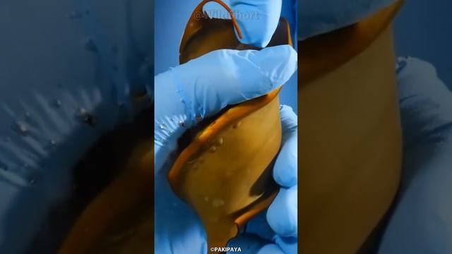 The world's rarest shark eggs! || This is how shark eggs look like #shark #egg #wildlife смотреть онлайн