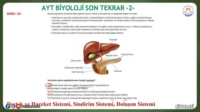 AYT BİYOLOJİ SON KAMP - Yeni nesil sorularla AYT biyoloji son tekrar-2-(İNSAN FİZYOLOJİSİ 2) смотреть онлайн