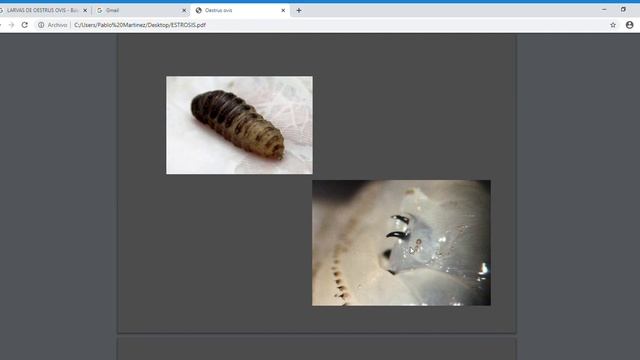 ESTROSIS INFECCIOSAS I MVZ PABLO MARTINEZ LABAT смотреть онлайн