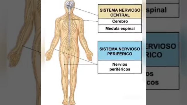 ACTIVIDAD 4 DESARROLLO DEL SISTEMA NERVIOSO смотреть онлайн