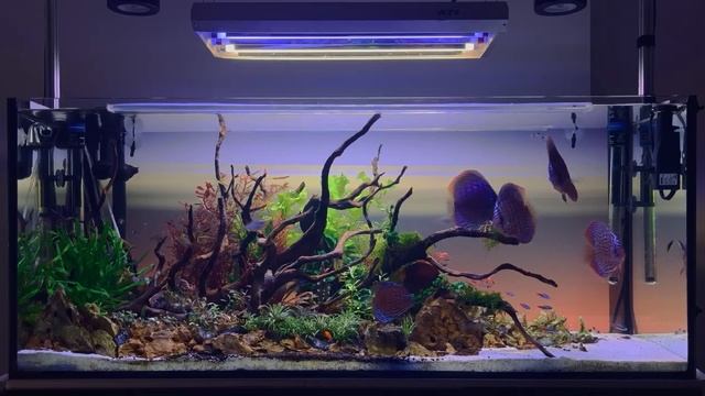 Unbelievable Planted Aquarium With Discus Fish and Friendly Tank Mates смотреть онлайн