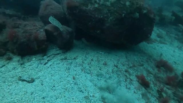 Diving in Western Norway смотреть онлайн