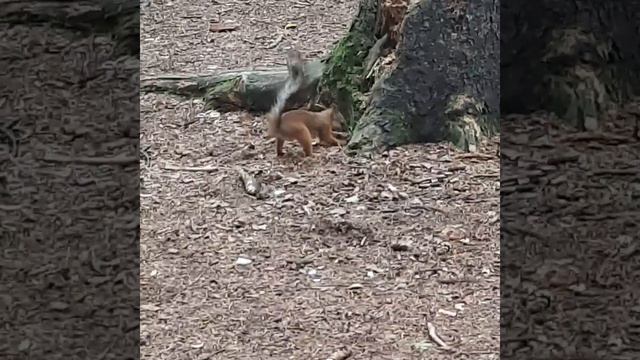 Угощаю белку фундуком, а она таскает и закапывает) смотреть онлайн