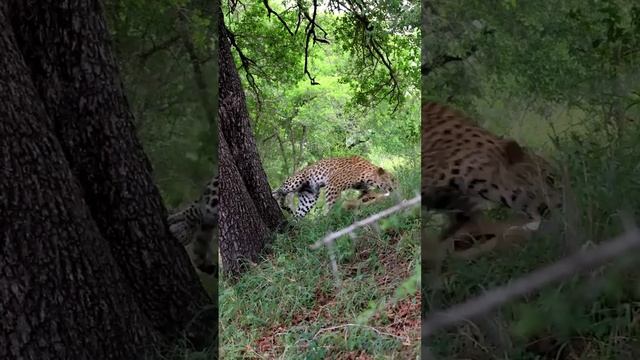 Большие кошки играют как котята. смотреть онлайн