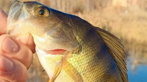 ОКУНЬ НА ЖИВЦА.