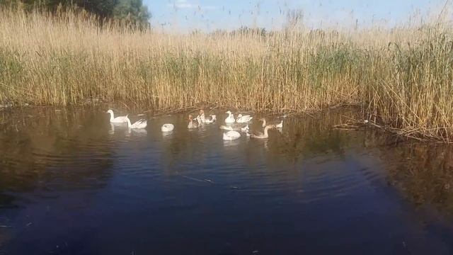 Цикл видео "Соседские Животные" 3 смотреть онлайн