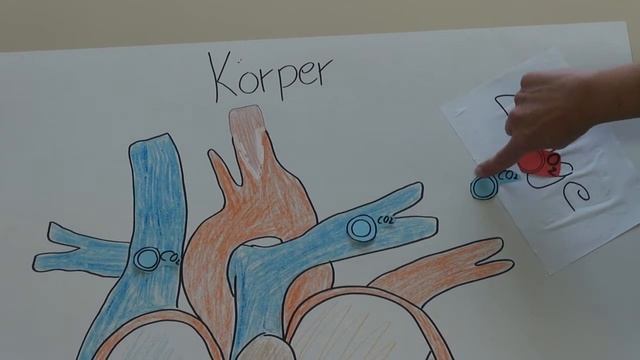 Blutkreislauf durch das Herz смотреть онлайн