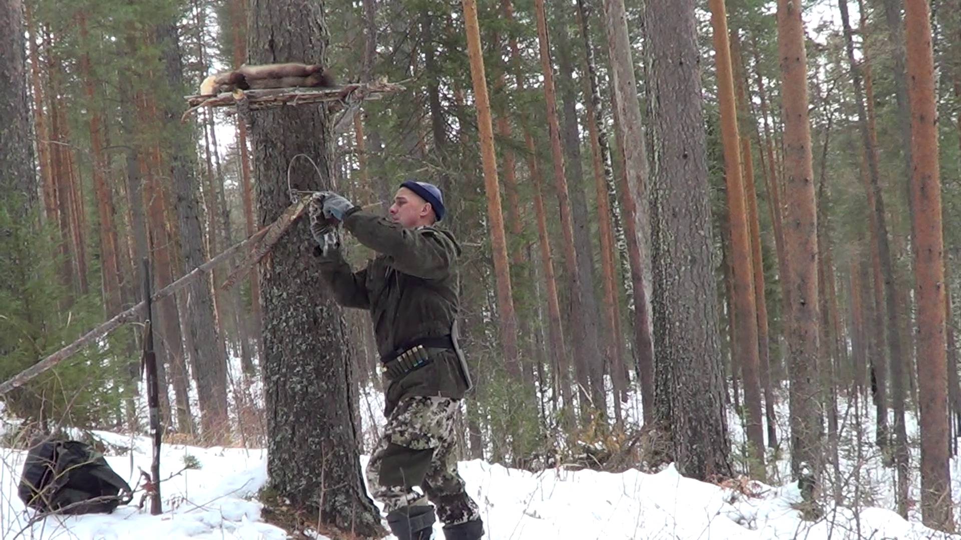 Охота на куницу капканами. сезон 24-25г. / ФОТОЛОВУШКА, БРОДЯЧИЕ ПСЫ, КОСУЛИ, КУНИЦА. смотреть онлайн