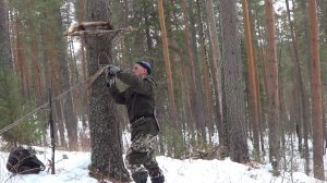 Охота на куницу капканами. сезон 24-25г. / ФОТОЛОВУШКА, БРОДЯЧИЕ ПСЫ, КОСУЛИ, КУНИЦА.