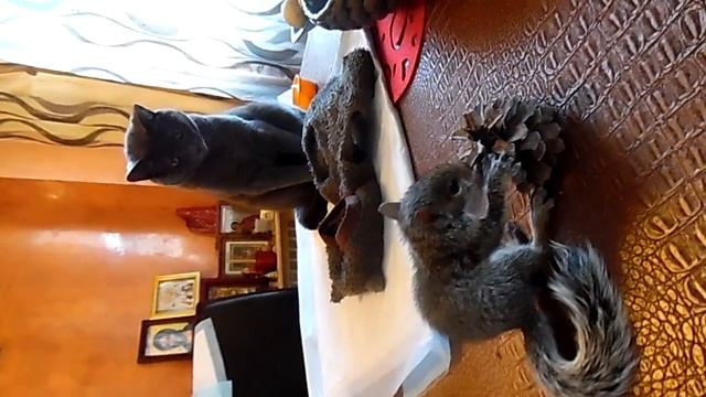 My Baby Squirrel and Cat Marfa Бельчонок в доме смотреть онлайн