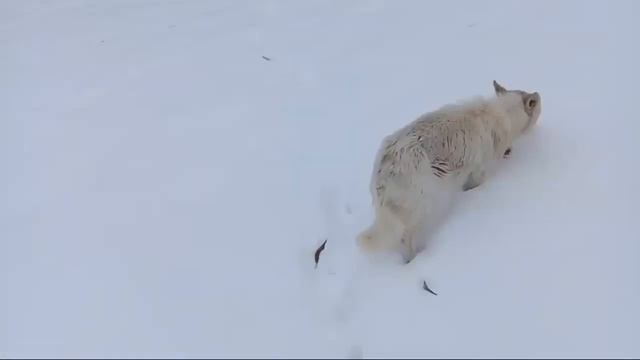 Белка Кушает смотреть онлайн
