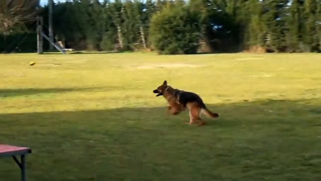 test cyno charlene et belka 3 смотреть онлайн