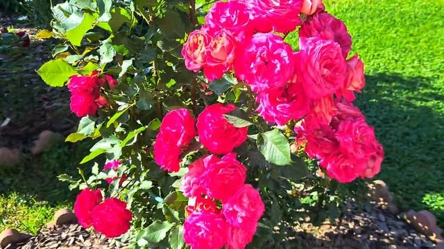 #Цветут розы Ан-Софи Пик, Ля Роз де Молинар, Дарси, Транквилити и др. 🌹Ленинградская область!🌹 смотреть онлайн