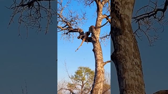 Гиена загнала леопарда на дерево! Ого, какая сила, мощь и ловкость. Леопарды рулят!! смотреть онлайн