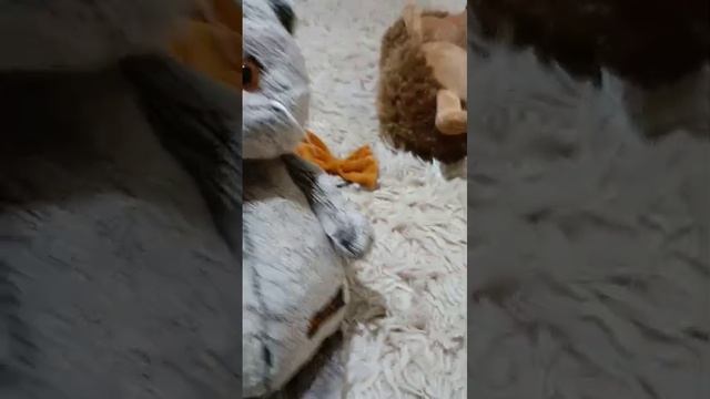 У МЕНЯ НОВЫЙ БАСИК (неть)