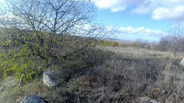 Рядовка серая 17.11.24