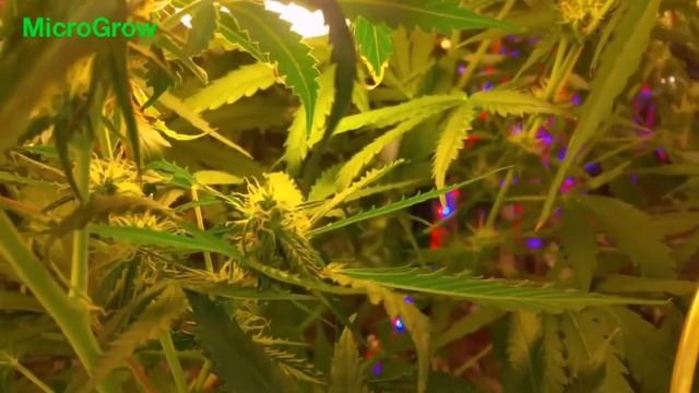 Update DIY Closet Stealth Grow box LED CFL CMD Micro Grow 7 смотреть онлайн