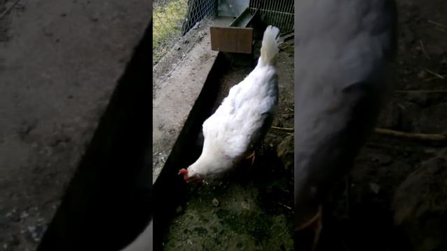 12.04.19. Все выросли, облысели, вот как нельзя забрасывать кур смотреть онлайн