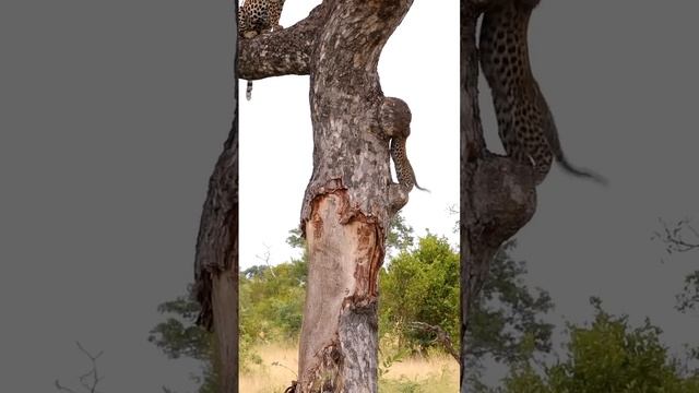 Маленькие детеныши леопарда следуют за мамой по дереву! смотреть онлайн
